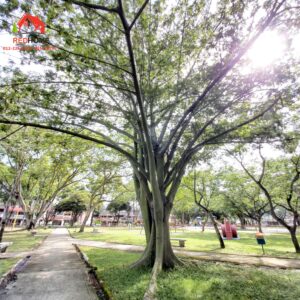 Tmn Zaaba Pic